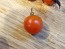 Tomato 'Supersweet 100 F2' Seeds (Certified Organic)