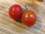 Tomato 'Supersweet 100 F2' 