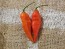 Hot Pepper ‘Carolina Reaper x Bhut Jolokia (Ghost)' Seeds (Certified Organic)