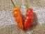 Hot Pepper ‘Black Ghost (Bhut Jolokia x Pimenta de Neyde)' Seeds (Certified Organic)