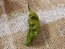 Hot Pepper ‘Bhut Jolokia (Ghost) Solid Gold' Seeds (Certified Organic)