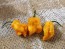Hot Pepper ‘Bih Jolokia x Sugar Rush Peach' Seeds (Certified Organic)