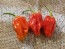 Hot Pepper 'Tiger Teeth x 7 Pot Bubblegum (BBG7)' Seeds (Certified Organic)