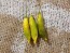 Hot Pepper 'Aji Lemon Drop' Seeds (Certified Organic)