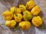 Hot Pepper 'Yellow Carolina Reaper' AKA ‘Reaper Moruga Yellow' Seeds (Certified Organic)