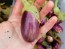 Eggplant ‘Mumbai Solid Purple’ Seeds (Certified Organic)