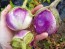 Eggplant ‘Rosa Bianca’ Seeds (Certified Organic)