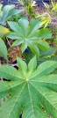 Castor Bean 'Giant Zanzibarensis' Seeds (Certified Organic)