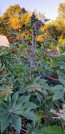 Castor Bean 'Giant Zanzibarensis' Seeds (Certified Organic)