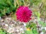 Cherry Red Scabiosa Seeds (Certified Organic) Knautia macedonica 