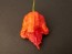 Hot Pepper ‘Zing’ Seeds (Certified Organic)