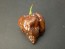 Hot Pepper ‘Trinidad Chocolate Scorpion Cappuccino’ Seeds (Certified Organic)