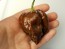 Hot Pepper ‘Trinidad Chocolate Scorpion Cappuccino’ Seeds (Certified Organic)