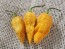 Hot Pepper 'Jay's Peach Ghost Scorpion' Seeds (Certified Organic)