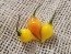 Hot Pepper ‘Biquinho Yellow’ Seeds (Certified Organic)