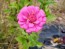 Dwarf Zinnia 'Magenta Sprite' Seeds (Certified Organic)