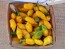 Hot Pepper ‘Chupetinho JXL Yellow' Seeds (Certified Organic)