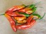 Hot Pepper 'Ghostly Jalapeno' Seeds (Certified Organic)
