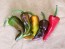 Hot Pepper ‘Cochiti Pueblo' Seeds (Certified Organic)