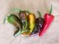 Hot Pepper ‘Cochiti Pueblo' Seeds (Certified Organic)