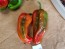 Hot Pepper ‘Pimiento de Padron’ Seeds (Certified Organic)