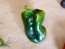 Hot Pepper 'Ancho San Luis Poblano' Seeds (Certified Organic)