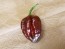 Hot Pepper ‘Trinidad Chocolate Scorpion Cappuccino’ Seeds (Certified Organic)