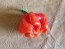 Hot Pepper 'Jigsaw Cross' Seeds (Certified Organic)