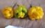 Hot Pepper 'Papa Dreadie Scotch Bonnet' Seeds (Certified Organic)