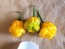 Hot Pepper 'Papa Dreadie Scotch Bonnet' Seeds (Certified Organic)