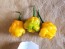 Hot Pepper 'Papa Dreadie Scotch Bonnet' 