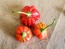 Hot Pepper ‘Brazilian Starfish' Seeds (Certified Organic)