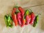 Pepper 'Shishito' Seeds (Certified Organic)