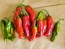 Pepper 'Shishito' Seeds (Certified Organic)