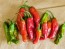 Pepper 'Shishito' Seeds (Certified Organic)