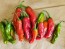 Pepper 'Shishito' Seeds (Certified Organic)