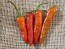 Hot Pepper 'Aci Sivri Biber Cross' Seeds (Certified Organic)