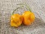 Hot Pepper ‘Roger's Giant Orange Habanero' Seeds (Certified Organic)