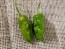 Hot Pepper ‘Chocolate Bhutlah' Seeds (Certified Organic)