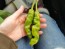 Hot Pepper ‘Yellow Peter’ Seeds (Certified Organic)