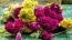 Cockscomb, Pink and White Mix Seeds (Certified Organic)