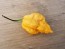 Hot Pepper 'Jay's Peach Ghost Scorpion' Seeds (Certified Organic)