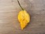 Hot Pepper 'Jay's Peach Ghost Scorpion' Seeds (Certified Organic)