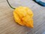 Hot Pepper 'Jay's Peach Ghost Scorpion' Seeds (Certified Organic)