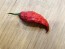 Hot Pepper 'Redgum Tiger MAMP x Chocolate Nagabrains' Seeds (Certified Organic)