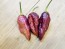 Hot Pepper ‘7 Pot Bubblegum (BBG7) Dream' Seeds (Certified Organic)