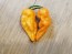 Hot Pepper ‘Bih Jolokia x Sugar Rush Peach' Seeds (Certified Organic)