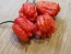 Hot Pepper ‘Dragon's Breath' Seeds (Certified Organic)