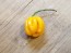 Hot Pepper 'Saco de Velho' Seeds (Certified Organic)