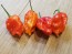 Hot Pepper ‘Zing’ Seeds (Certified Organic)